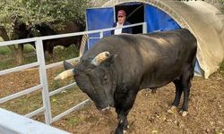 Günlük bakım facia getirdi: Besici boğanın saldırısında yaralandı