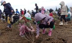 İzmir’de orman haftasında 100 bin fidan toprakla buluştu