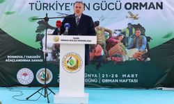 İzmir’de yangından zarar gören alanlar yeniden yeşeriyor