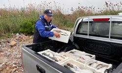 Kaçak avcılara geçit yok: Balıklara el konuldu!