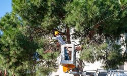 Karşıyaka'da ağaçlar bahara ve bayrama hazırlanıyor