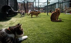 Meclis yerleşkesindeki kedilere sahip çıkıldı