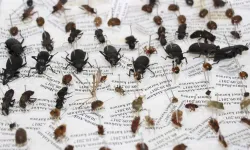 Sessiz tanıklar iş başında: Böcekler cinayetleri nasıl aydınlatıyor?