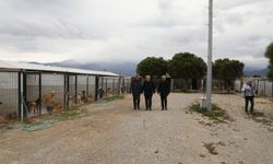 Sokak hayvanları için Edremit Belediyesi harekete geçti, soruşturma sürüyor