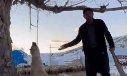 Vicdanları sızlatan olay: Köpeği zincirle ağaca asarak öldüren şahıs gözaltında