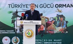 İzmir’de yangından zarar gören alanlar yeniden yeşeriyor