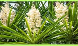 Yuka nedir, ne işe yarar, nasıl görünür?