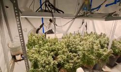 Zehir tacirlerine dev operasyonu: Evler “gizli seralara” dönüştürülmüş