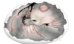 250 milyon yıllık fosil memeli atalarının üreme sırrını ortaya çıkardı