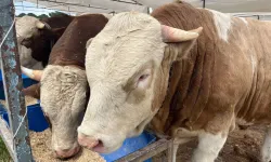 İzmir'de kurban pazarları 201 ayrı noktada kurulacak