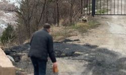 Köyde sürpriz misafir: Yavru ayı ellerle beslendi