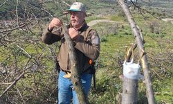 Bergama'da üretime tam destek: Atıl ağaçlar ekonomiye kazandırılıyor