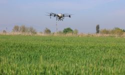 Aydın'da tarlalar drone ile ücretsiz gübreleniyor