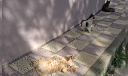 Çiğli’de apartmanda sokak hayvanları gerilimi büyüyor: Hayvanseverler yargı yolunda!