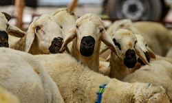 Diyanet açıkladı: Vekaletle kurban kesim bedeli ne kadar? 2026 güncel vekaletle kurban kesim ücretleri