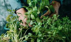 İzmir’de “ot” krizi: Tarladan tezgâha katbekat fark