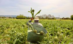 12. Uluslararası Urla Enginar Festivali açılış için gün sayıyor!