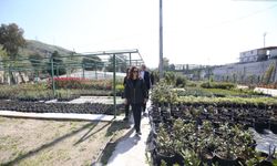 Karşıyaka’da yeşil üretim atağı: Bitkiler belediye serasında yetiştiriliyor