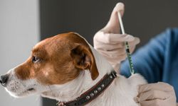 Kuduz aşısı krizi büyüyor: “Köpeğime aşı yaptıramadım”