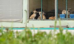 Menemen Belediyesi, 50 bini aşkın can dosta şifa oldu