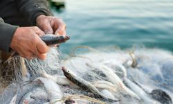 Su ürünleri ihracatında güçlü başlangıç: İlk çeyrekte yüzde 24 artış