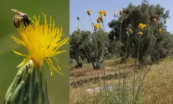 ‘Tülüşah’ alarm veriyor: Koruma çağrıları karşılıksız kaldı!