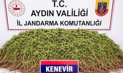 Zehir tacirlerine darbe: Zeytin bahçesine gizlenmiş sera ortaya çıktı