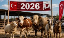 2026 Güncel kurbanlık fiyatları: Koyun, dana, keçi, büyükbaş, küçükbaş fiyatları ne kadar?