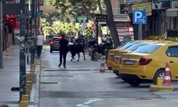 İzmir'de sahibinin elinden kaçan dana ortalığı birbirine kattı