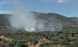 Bayındır'da zeytinlik alanda çıkan yangın kontrol altına alındı