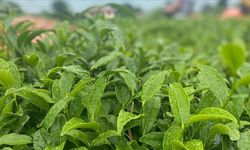 Çay üreticisinin beklediği açıklama geldi! Yeni alım fiyatı açıklandı