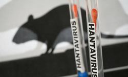 Hantavirüs Türkiye için risk mi?: Uzmanlar yeni pandemi tehdidi hakkında uyarıyor