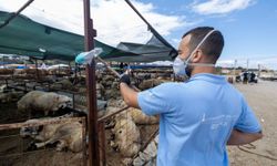 İzmir’de Kurban Bayramı öncesi sinek ve haşere mesaisi
