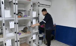 Kuşadası Belediyesi binlerce hayvana umut oldu