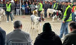 Ödemiş’te Buzağı Güzellik Yarışması: Üreticiler kıyasıya yarıştı