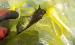 Poşetten çıkan manzara kahretti! İki yavru kedi can verdi