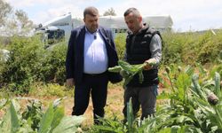 Seferihisar’da enginar hasadı başladı: Başkan Yetişkin tarlaya indi
