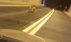 Tünelde ayı paniği! Aracın önünde metrelerce koştu