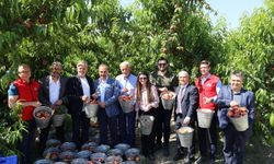 Türkiye şeftali ve nektarin ihracatında zirveyi hedefliyor