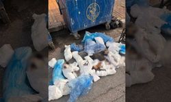 İzmir'deki kedi vahşetinde veteriner hekim serbest kaldı, başsavcılık itiraz etti