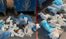 İzmir Buca'da 33 kedinin ölümünden sorumlu tutulan veteriner hekim tutuklandı