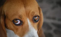 Bakan Çiftçi: Yıl sonuna kadar tüm sokak köpekleri toplanacak