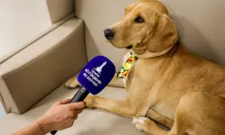 İzmir’de sahiplenilen köpek merkezin maskotu haline geldi