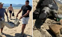 Bir haftada ikinci v*hşet: Ayağına taş bağlanan deniz kaplumbağası ölü bulundu