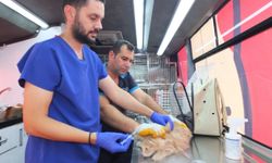 Can Dost 8 yılda 18 bin sokak hayvanına ulaştı