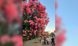 İzmir'in dört bir yanında rengarenk zakkumlar açtı