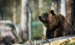 Japonya'da kaybolan bir kişinin cansız bedeni ayı görülen bölgede bulundu