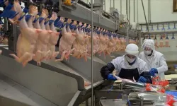 SON DAKİKA | 7 tavuk şirketinde kayyum kararı kaldırıldı