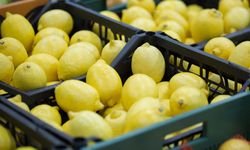 Türkiye’nin limon ihracatı 500 milyon dolara koşuyor