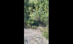 Uçuruma yuvarlanan traktörün sürücüsü hayatını kaybetti